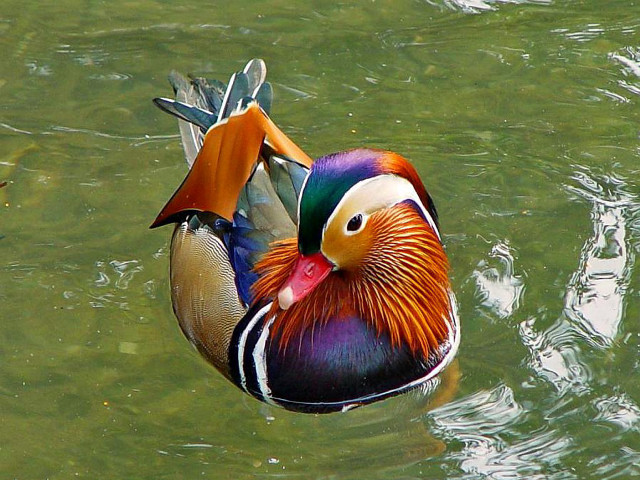 Colorful bird floating lake forest free wallpaper - medium preview image