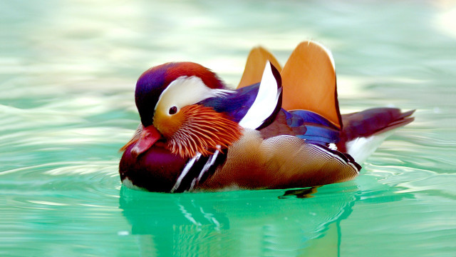 Colorful bird floating water forest #2 free wallpaper - medium preview image