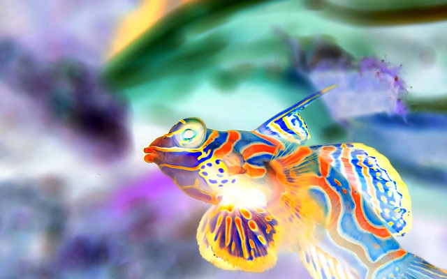 Colorful fish bright light blurry free wallpaper - medium preview image