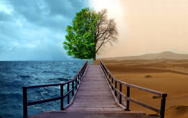 Wooden bridge tree beach water #3 free wallpaper - medium preview image