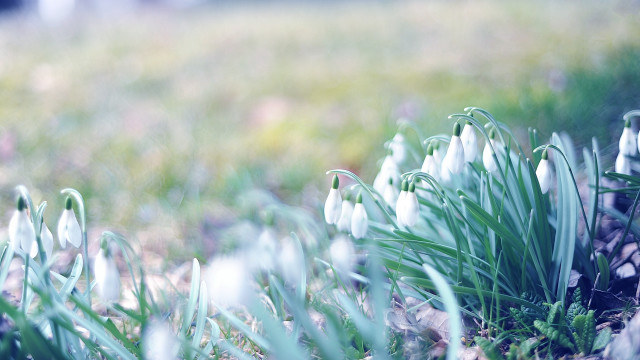 Close up flowers grass blurry free wallpaper - medium preview image