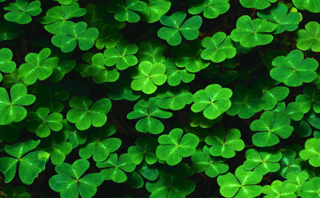 Green shamrocks field grass leaves free wallpaper - medium preview image