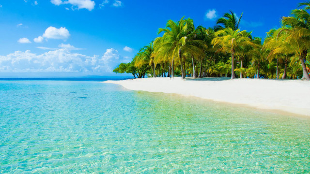 Beach palm trees clear water #16 free wallpaper - medium preview image