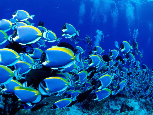 Fish coral reef diver ocean #8 free wallpaper - medium preview image