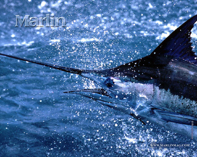Marlin caught fishing rod hook free wallpaper - medium preview image