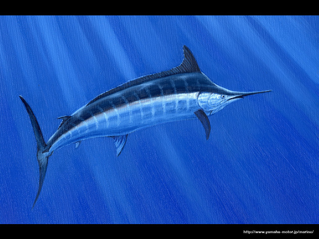 Blue marlin fish water sunlight free wallpaper - medium preview image