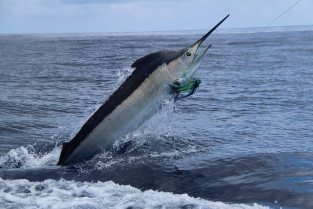 Large fish hooked boat ocean free wallpaper - medium preview image