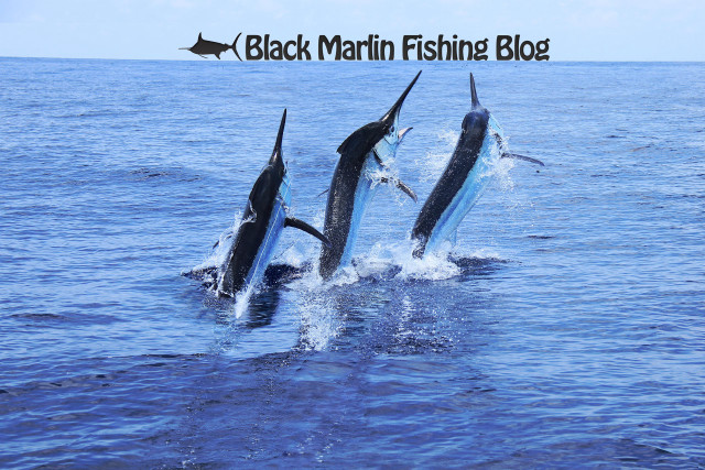Three dolphins jumping water black free wallpaper - medium preview image