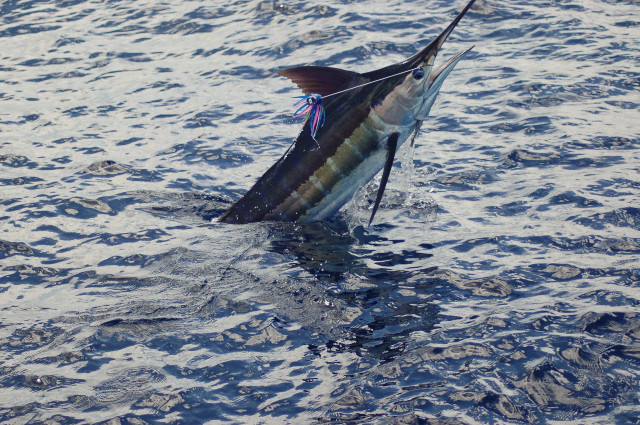 Caught fish hook water tail free wallpaper - medium preview image