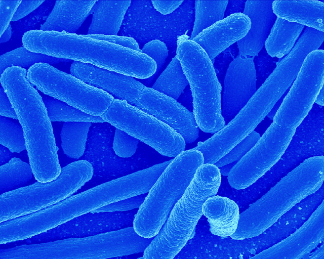 Blue blood cells group vein free wallpaper - medium preview image