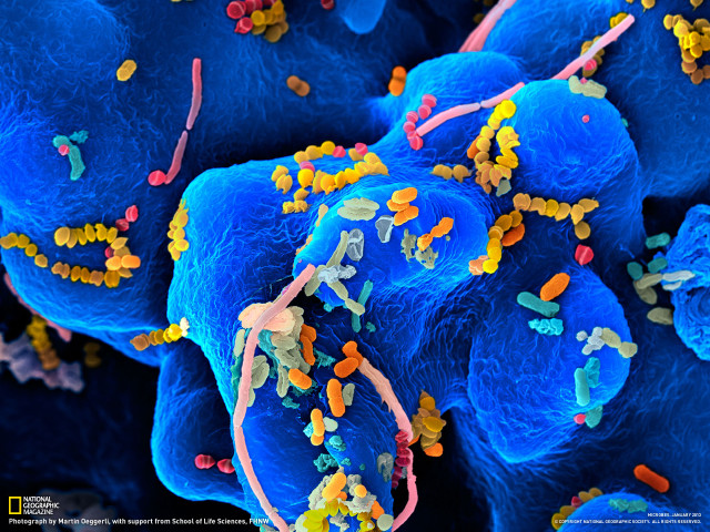 Blue substance yellow red sprinkles free wallpaper - medium preview image