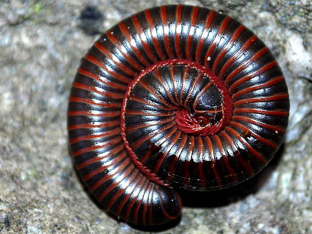 Red black snail rock surface free wallpaper - medium preview image