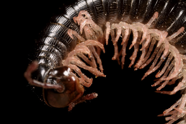 Bug macro photography black background free wallpaper - medium preview image