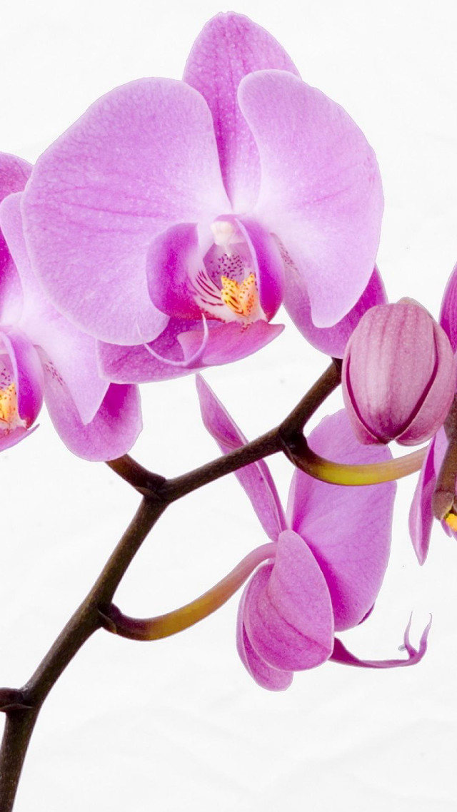 Purple flower branch macro photorealism free wallpaper - medium preview image