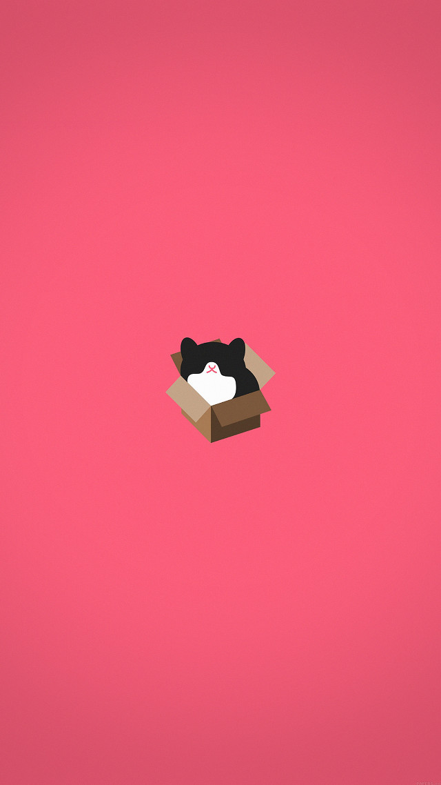 Box cat pink background black free wallpaper - medium preview image