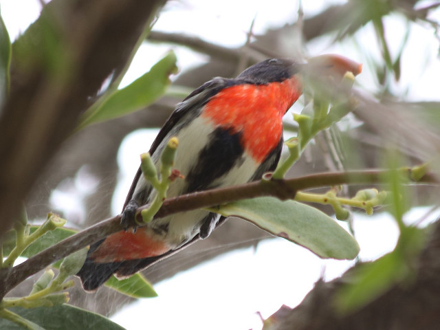 Bird branch tree leaves buds free wallpaper - medium preview image
