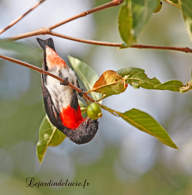 Bird branch leaves red white free wallpaper - medium preview image