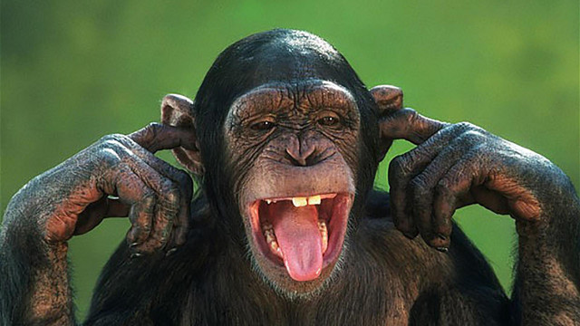 Chimpanzee open mouth hands ears free wallpaper - medium preview image