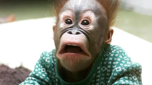 Surprised monkey green sweater face free wallpaper - medium preview image