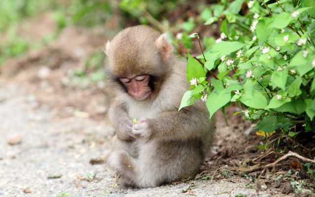 Monkey sitting ground bush flowers free wallpaper - medium preview image