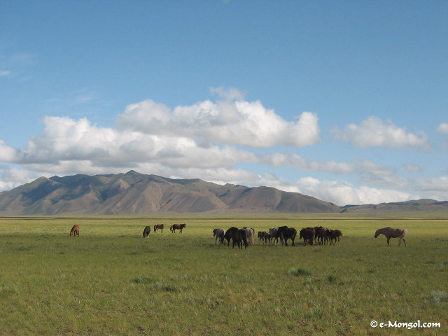 Horses grazing lush green field free wallpaper - medium preview image