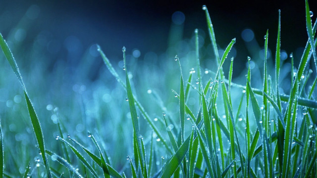 Grass water droplets macro bokeh free wallpaper - medium preview image
