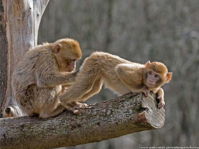 Monkeys sitting tree branch forest free wallpaper - medium preview image
