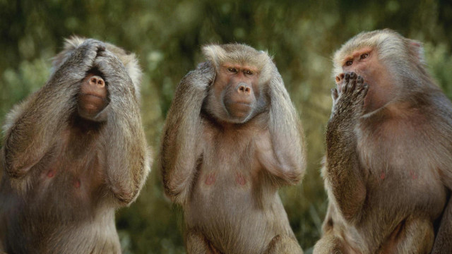Three monkeys rock hands faces free wallpaper - medium preview image