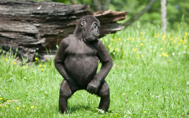 Gorilla standing hind legs field free wallpaper - medium preview image