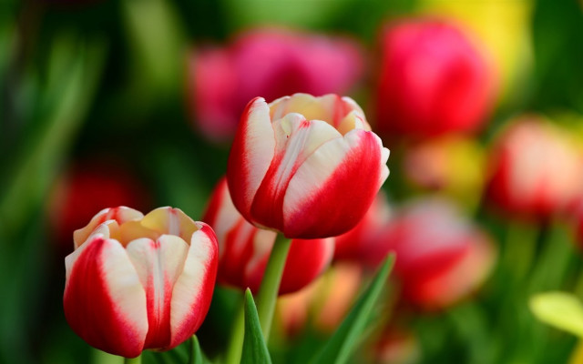 Flowers bokeh macro blurry depth free wallpaper - medium preview image
