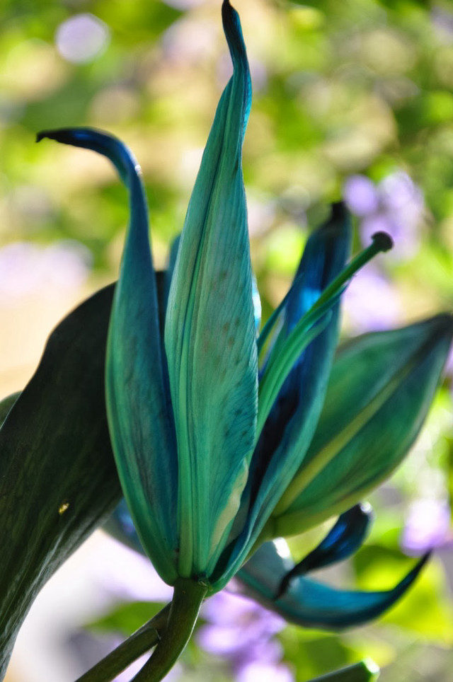 Blue flower green leaves purple free wallpaper - medium preview image