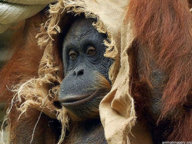 Monkey wrapped blanket smile face free wallpaper - medium preview image