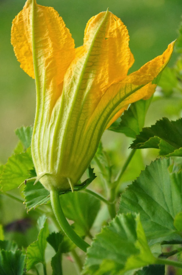 Yellow flower green leaves green free wallpaper - medium preview image