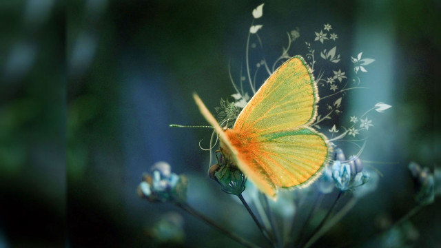 Yellow butterfly flower blurry photo free wallpaper - medium preview image
