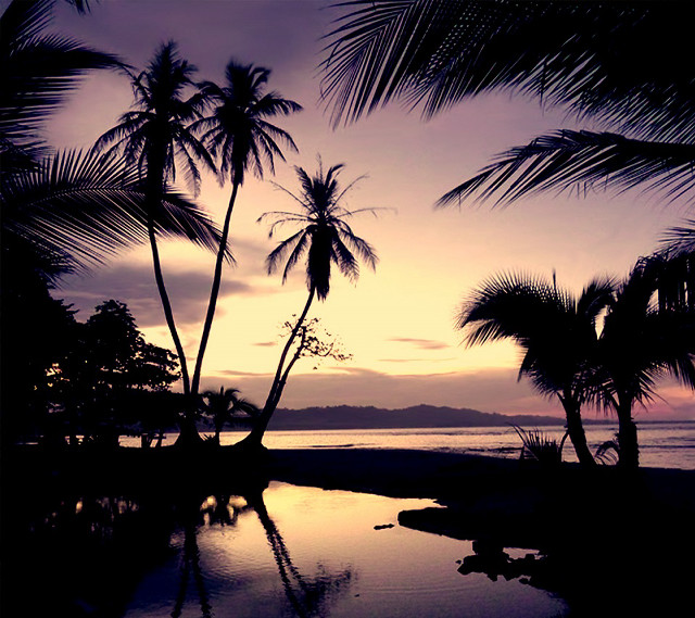 Sunset palm trees water mountain #3 free wallpaper - medium preview image