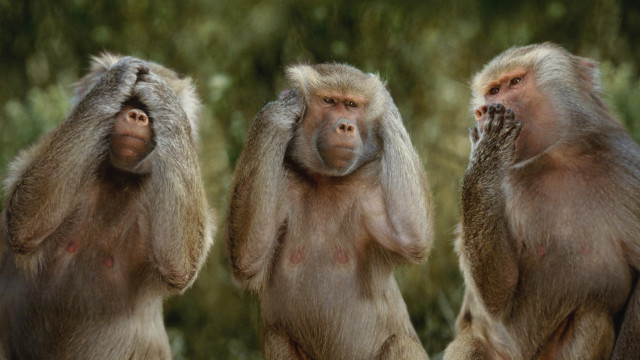 Three monkeys blurry dog lion free wallpaper - medium preview image