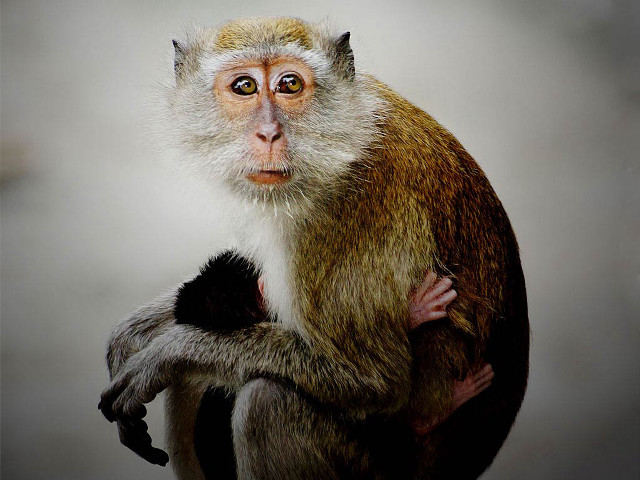 Monkey sitting wooden pole side free wallpaper - medium preview image