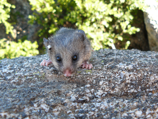 Small animal rock trees bushes free wallpaper - medium preview image