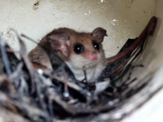 Small rodent nest twigs mouth free wallpaper - medium preview image