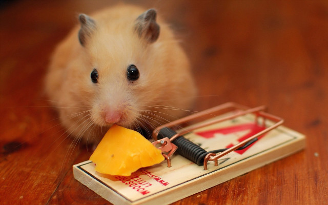 Mouse eating cheese mousetrap table free wallpaper - medium preview image