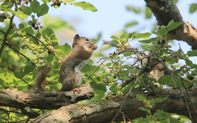Squirrel tree branch looking sky free wallpaper - medium preview image