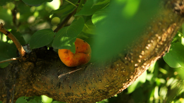 Tree oranges growing branches leaves free wallpaper - medium preview image