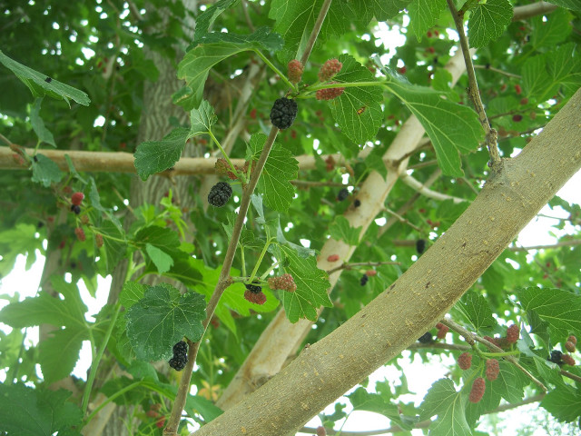 Tree berries leaves branches nature free wallpaper - medium preview image
