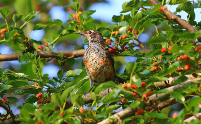Bird branch tree berries leaves #2 free wallpaper - medium preview image