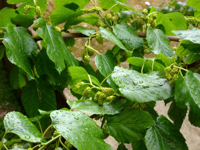 Green leaves water drops forest free wallpaper - medium preview image