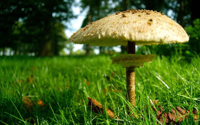 Mushroom lush green field trees #2 free wallpaper - medium preview image