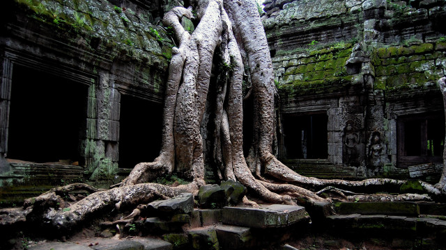 Overgrown ruins tree roots stairs free wallpaper - medium preview image