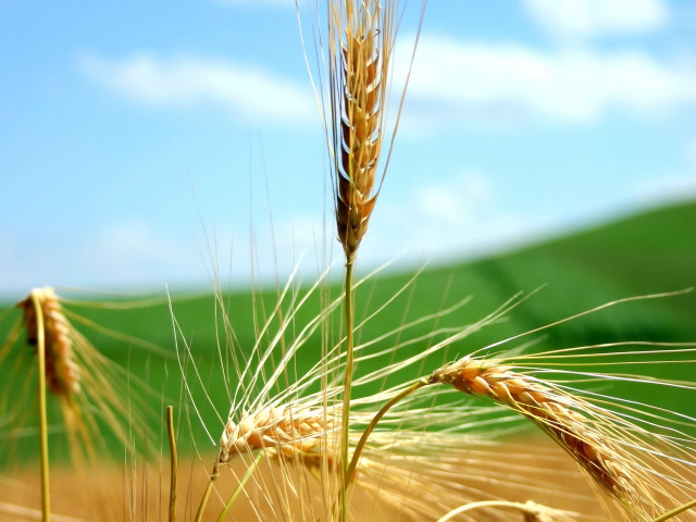Wheat field blue sky clouds #7 free wallpaper - medium preview image