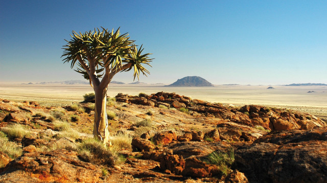 Small tree rocky area mountain free wallpaper - medium preview image