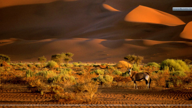 Desert antelope dune scenery wildlife free wallpaper - medium preview image